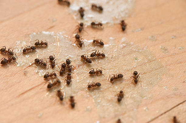 Best Ant Control Services  in Banks, OR